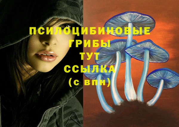 шишки Снежногорск